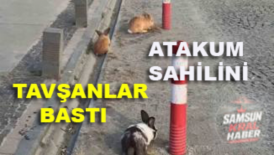 Samsun'da Gören Telefonuna Sarıldı! Atakum Sahili'ndeki Tavşanlar Büyük İlgi Gördü