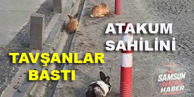 Samsun'da Gören Telefonuna Sarıldı! Atakum Sahili'ndeki Tavşanlar Büyük İlgi Gördü